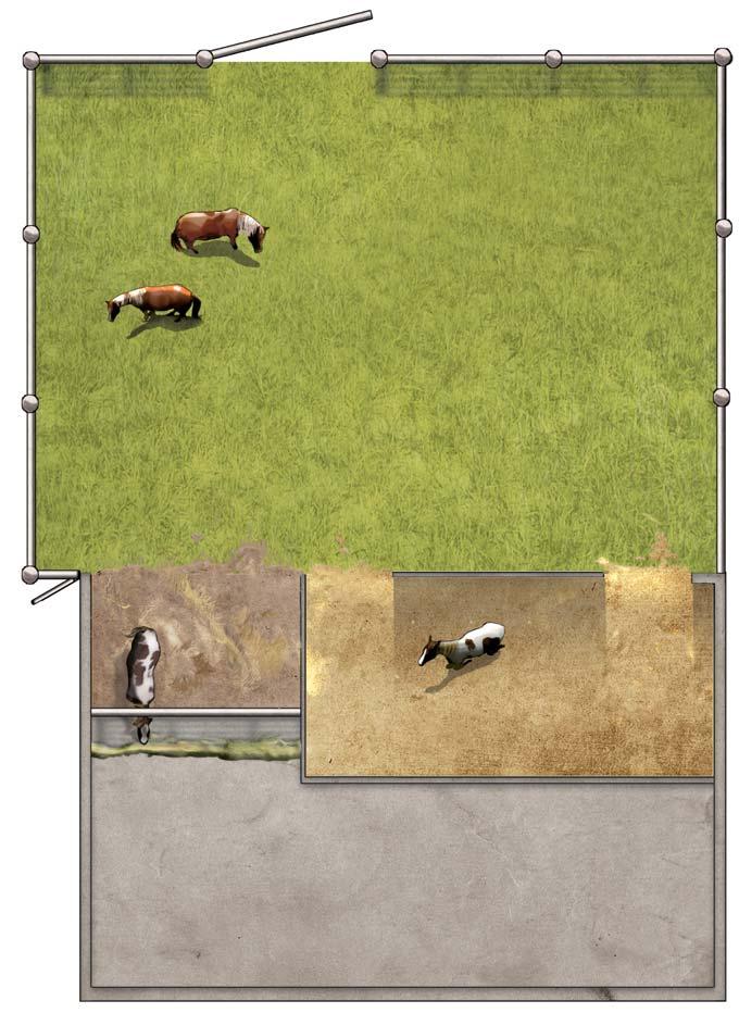Wichtige Maße für die Pferdehaltung Wichtige Funktionsmaße: Einzelboxenaufstallung mit Außenpaddock Stallgasse Min. 250 cm (Doppelreihe: 300 cm) Min. 16 m² Min. 12 m² Min. 11 m² Min. 8 m² Min.