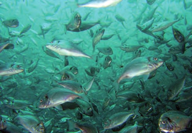 Bild 8: Doraden, Sparus auratus, in einem Netzkäfig vor der italienischen Mittelmeerküste. Courtesy of FAO Aquaculture Photo Library. durch Aquakultur nachhaltig versorgt werden.