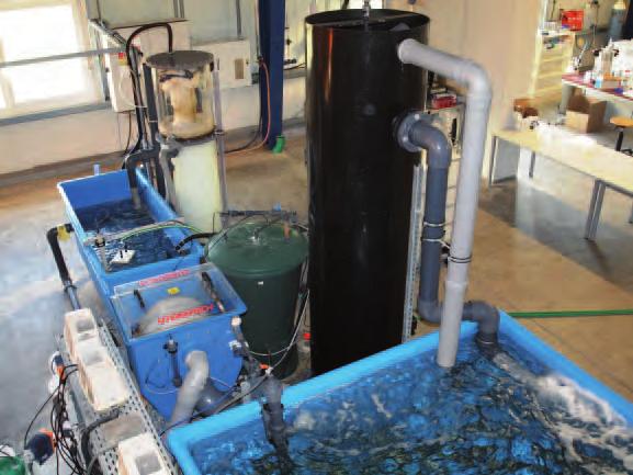 - 6 - Aquakultur, die Forschung und Entwicklung des Fluid- Kreislaufs, ist heute das Gebiet von Fachwissenschaftlern des Instituts für Physikalische Prozesstechnik (IPP) an der HTW (Bild 5).