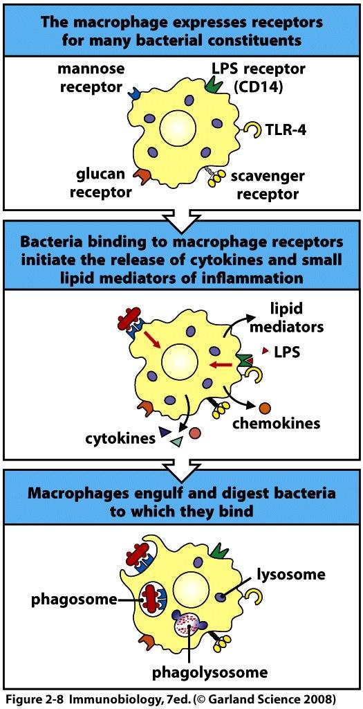 Makrophagen an der Front Makrophagen sind in allen Geweben präsent Erkennen, phagozytieren Pathogene über Rezeptoren und werden dadurch aktiviert