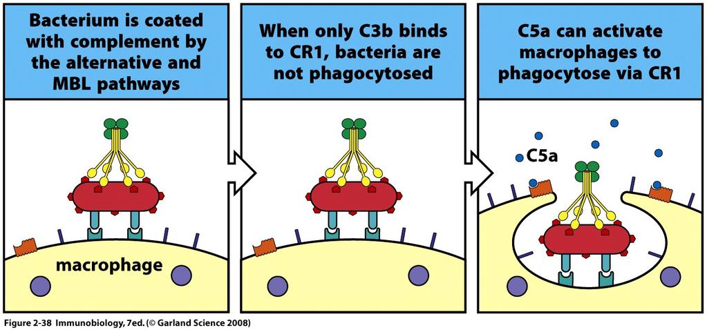 Das Komplementsystem Mechanismus I: Komplementrezeptoren Komplementrezeptoren binden an C3b Derivaten und vermitteln Phagozytose