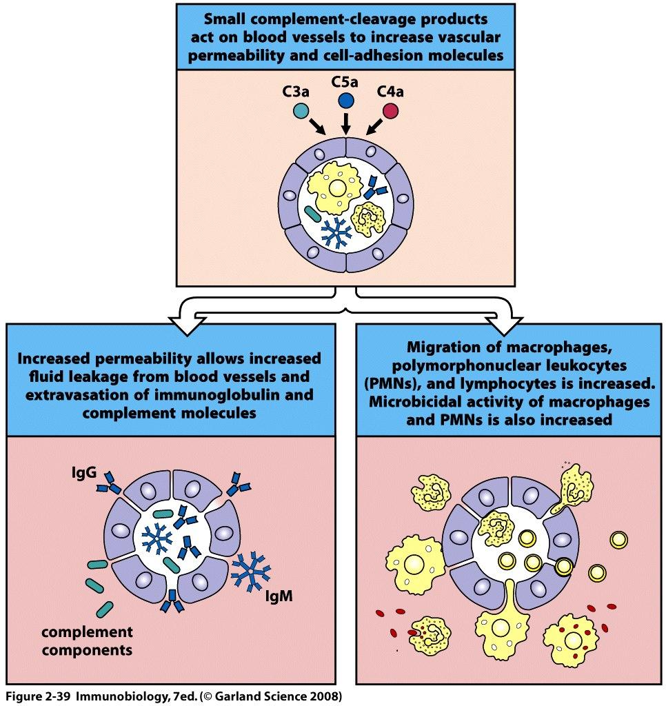 Das Komplementsystem Mechanismus II: Entzündungsmediatoren Erhöhte Permeabilität: Flüssigkeit, Antikörper, Komplementproteine Mediatoren wirken auf Blutgefäße