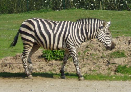 Steckbrief: Steppenzebra (Equus quagga) Unpaarhufer (Perissodactyla) Unterordnung: Pferdeverwandte (Hippomorpha) Pferde (Equuidae) Pferde (Equus) Steppenzebra Steppenzebras können eine Größe von bis