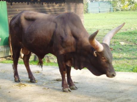 Steckbrief: Watussirind (Bos primigenius taurus) Paarhufer (Artiodactyla) Unterordnung: Wiederkäuer (Ruminantia) Teilordnung: Unterfamilie: Stirnwaffenträger (Pecora) Hornträger (Bovidae) Rinder