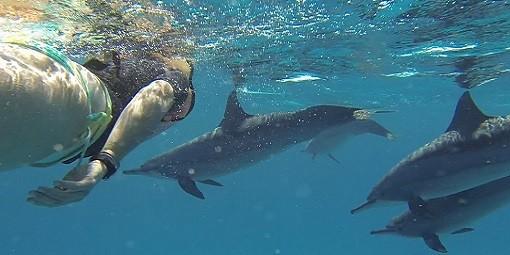 Ausflüge Schwimmen mit Delfinen Schwimmen im offenen Meer mit/um Delfine und dabei das Verhalten der grossen Tümmler in freier Wildbahn beobachten - ein aufregendes und