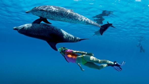 Diese spüren Sie sehr schnell und zielgenau auf. Allerdings sind Delfine auch sehr sensibel und fliehen vor schnellen und unkontrollierten Bewegungen.