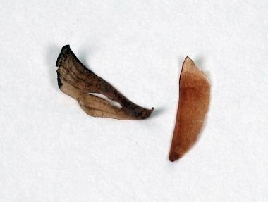 Ergebnisse Ergebnisse Beschreibe den Aufbau der Samen der Kiefer bzw. der Fichte. Die Samen des Zapfens sitzen zwischen den Deckschuppen.