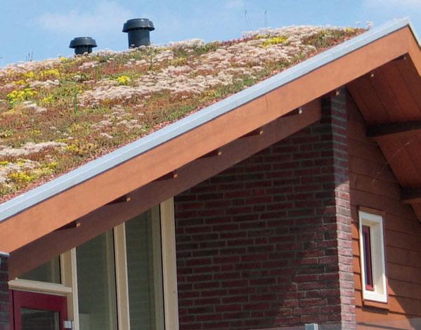 Energiekosten sparen Als grüner Pelz können Dachbegrünungen die