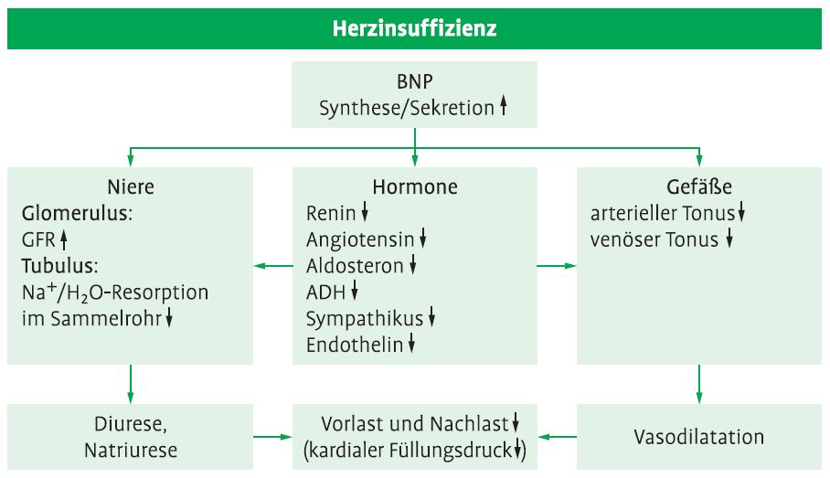 Funktion von BNP Renz, Praktische Labordiagnostik. S.