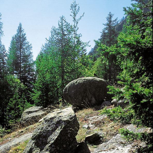 Managementplan für das Welterbe Jungfrau-Aletsch-Bietschhorn Zielbereiche Land- und Forstwirtschaft Die land- und alpwirtschaftliche Nutzung beschränkt sich innerhalb des Perimeters auf Randgebiete.
