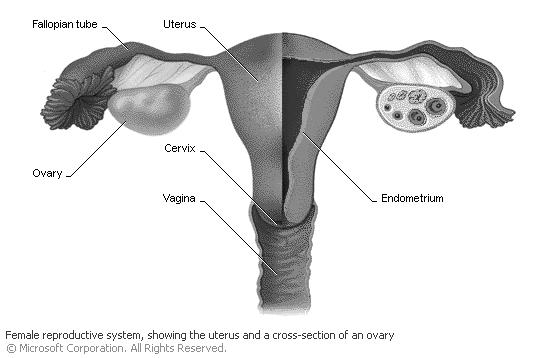 Eileiter Uterus Ovar Zervix Vagina Endometrium