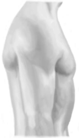 triceps brachii caput mediale M.