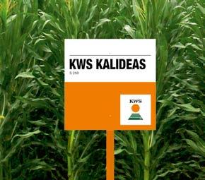 KWS KALIDEAS S 250 Der Mais macht s.