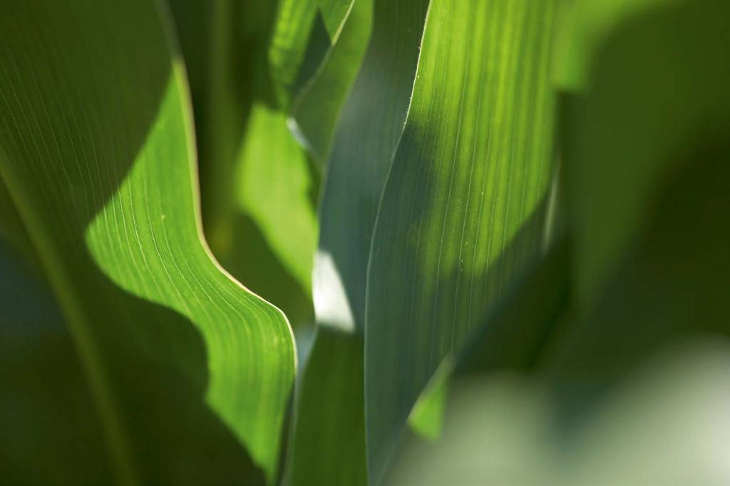 Milchviehfütterung Leistungen: ermöglicht einen frühen Erntebeginn liefert hohe Erträge im Silo- und Körnermais erzielt geringe Trocknungskosten durch niedrige Kornfeuchte weitere Infos finden Sie