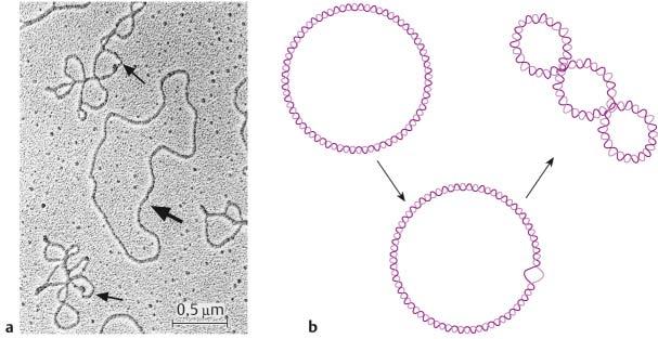 20 Nucleinsäuren, Chromatin und Chromosomen Abb..2 Topologie. a TEM-Aufnahme von gespreiteten Plasmiden (pbr322 aus Escherichia coli).