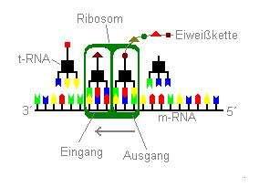Translation: Proteinherstellung Synthese des Proteins anhand RNA von 5' nach 3' Umschreibung: Aus