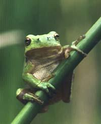 Amphibien Entwicklungsgeschichte Rund 60 Millionen Jahre waren die Amphibien die dominierende Wirbeltiergruppe auf der Erde.