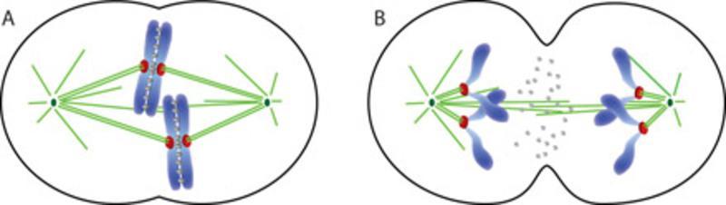 Anheftung der Chrom osom en an die m itotische Spindel während der Zellteilung: Sich teilende Zelle während der Metaphase (A ) und Anaphase (B).