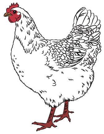 a) Ergänzt das folgende Kreuzungsschema für die Hühnerrasse der Andalusier.
