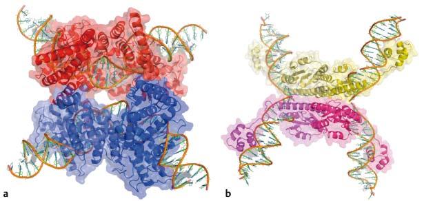 346 Rekombination Integration und Ausschneiden von Phagen Viele Phagen codieren ortsspezifische Rekombinasen, die für ihren Lebenszyklus wichtig sind.