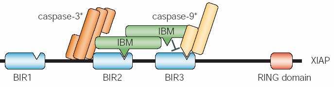 Kap.1 Einleitung 22 aktiviert, dass mit BIR2 und BIR3 interagiert. Dabei kann Omi/HtrA2 XIAP anhand seiner Serinprotease-Aktivität spalten und irreversibel inaktivieren (Yang QH et al. 2003).