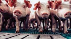 Hybridroggen bietet Potenzial! Roggenfütterung für mehr Tierwohl in der Schweinehaltung!