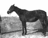 freie junge Gestüte (zweiund dreijährige Hengste beziehungsweise Stuten) mit 106 Pferden und Remontegestüte mit 150 Pferden.