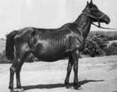 Wenn es also im Stutbuch oder in der Datenbank heisst «Stute 56 Radautz freie Zucht,1804, Radautz», ist ein Pferd aus einem dieser damaligen freien Gestüte gemeint.