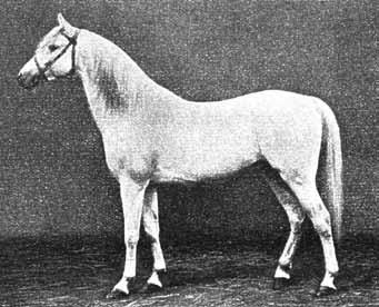 14 Die czindrische Pferdepopulation wurde von gnatius von Czindery 1736 in Siebenbürgen durch mporte (ein Hengst mit 12 Stuten) aus Tatarstan begründet.