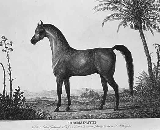 Den goldbraunen Hengst «Turcmainatti», 1784, hat der ägyptische Vizekönig Mohamed Ali (1769 bis 1849) Katharina der Grossen (1729 bis 1796) 1790 verehrt. Er kam über Damaskus nach Sankt Petersburg.