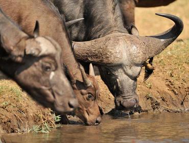 13. Tag: Safari im Selous Naturreservat Das Selous Naturreservat bedeckt 5% der Landoberfläche des ganzen Landes und ist damit Afrikas größtes Wildreservat und Tansanias teuerstes Schutzgebiet.