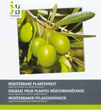 Intratuin 5 Der Oleander (Nerium) kommt ursprünglich aus den Ländern rund um das Mittelmeer und aus dem