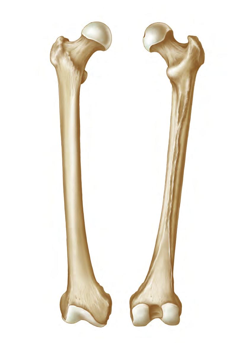 9.2 Oberschenkelknochen (Femur) 9 Bild 9.