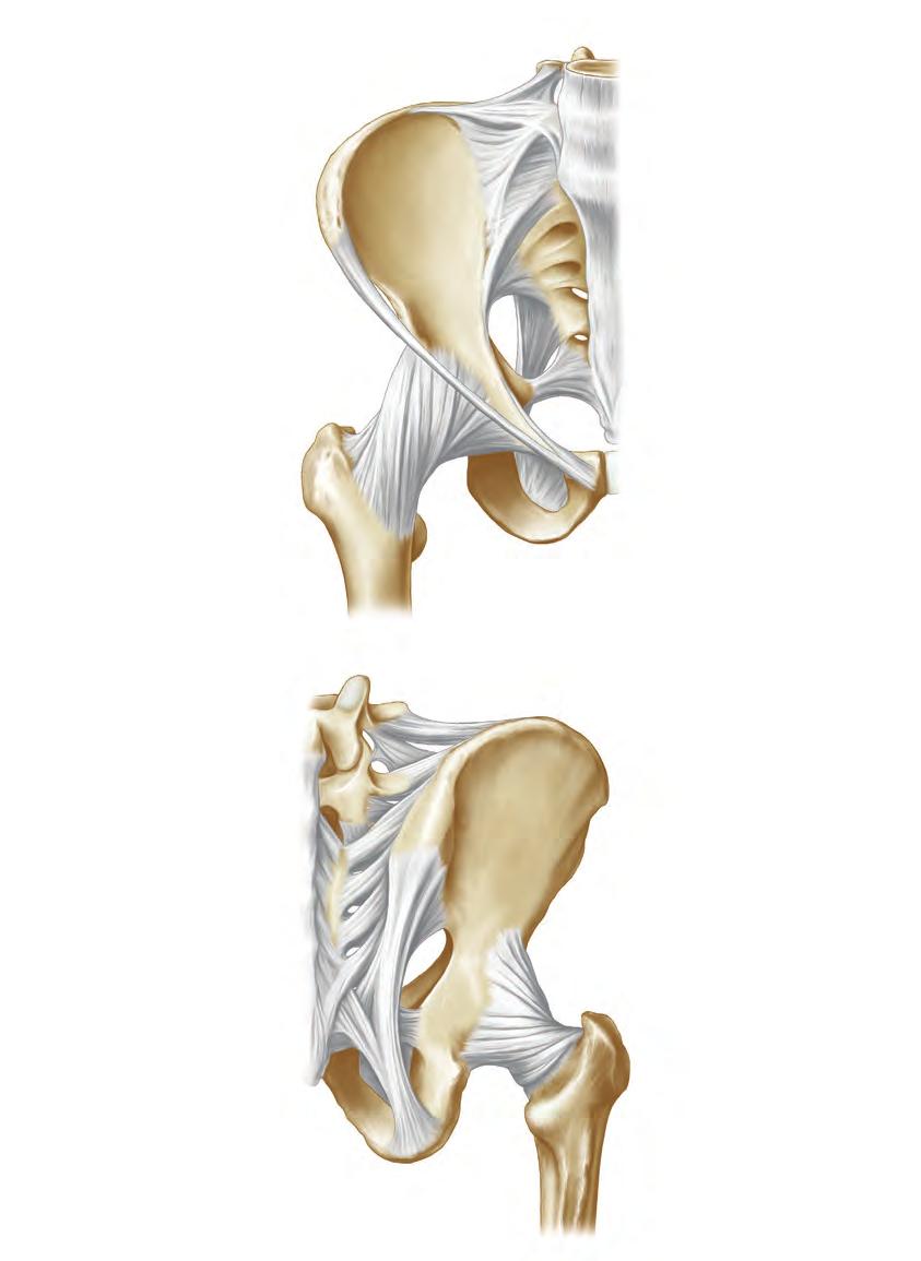 9 Bein (freie untere Extremität) Bild 9.5 Bandapparat des rechten Hüftgelenks Ansicht von ventral Darmbeinkamm (Crista iliaca) vorderer oberer Darmbeinstachel (Spina iliaca anterior superior) 5.