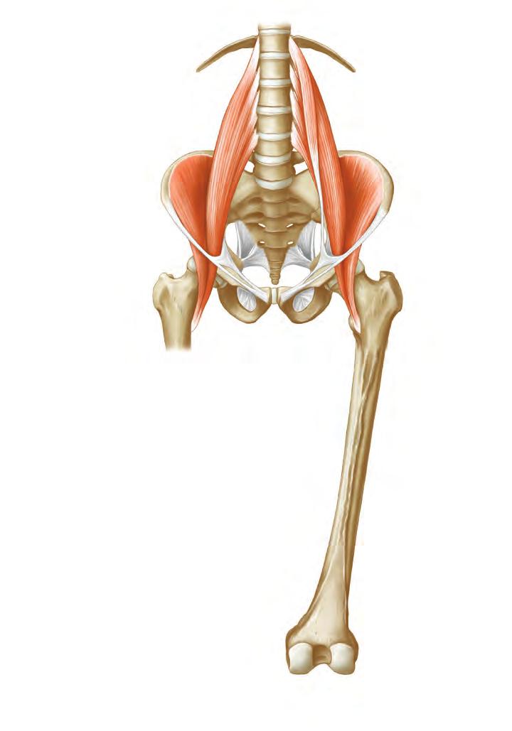 9 Bein (freie untere Extremität) Das Bein ist beim Menschen zugleich Stütz- und Fortbewegungsorgan. Es besteht aus 3 Abschnitten: 1. Oberschenkel, 2. Unterschenkel, 3. Fuß.