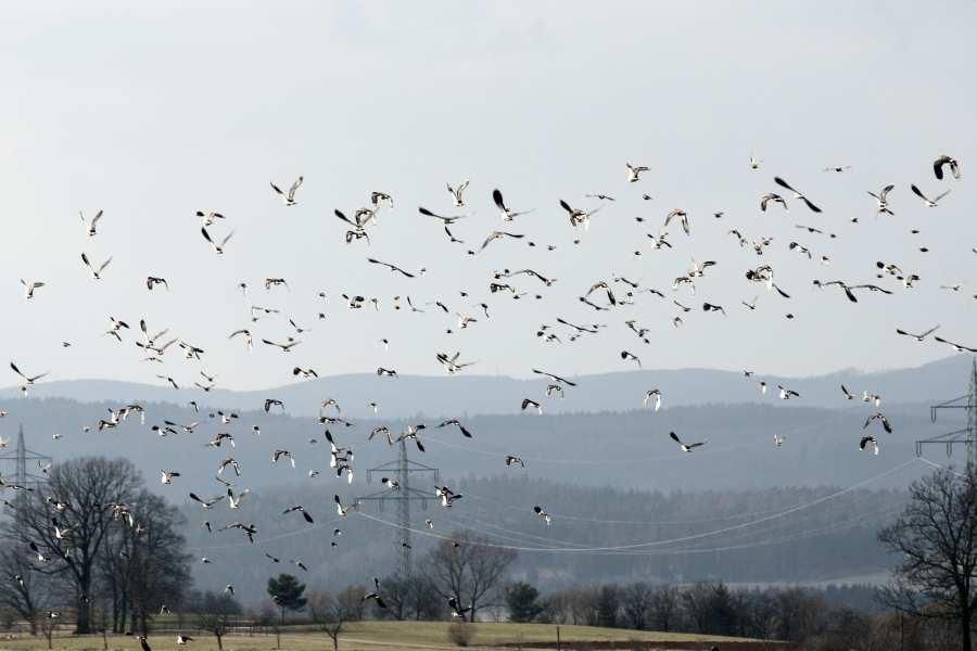 Windenergie und Vögel Grundsätzlich lassen sich zwei wesentliche Wege der Beeinträchtigung von Vogelbeständen durch Windenergieanlagen unterscheiden: Entweder meiden Vögel Windenergieanlagen und die