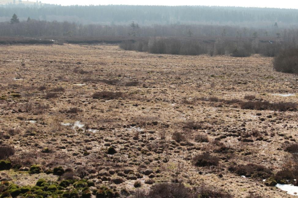 Abb. 2: Rotes Moor; Foto: H.-O. Thorn Im Winter werden auch dichtere Bereiche mit älteren Birken, Erlen, Hasel und Weiden aufgesucht (siehe auch MÜLLER, F., 2000).