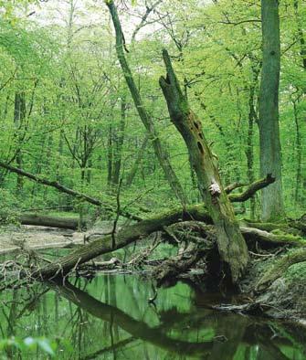 Brennnessel Typisches Naturwaldreservat: NWR 25 Kinzigaue Abb.