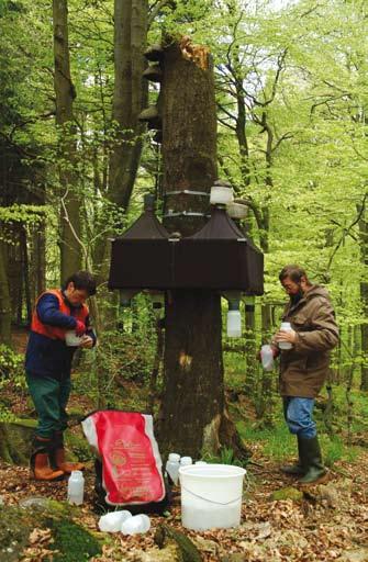 Zoologische Forschung Nicht nur der Tropenwald birgt Überraschungen - Zoologische Forschung in hessischen Naturwaldreservaten Einheimische Buchenwälder beherbergen etwa viermal mehr Arten als man