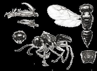 Die meisten Dryinidenweibchen parasitieren Zikadenlarven, indem sie diese mit ihren scherenartigen Vorderbeinen fangen und ein Ei in den Körper legen.