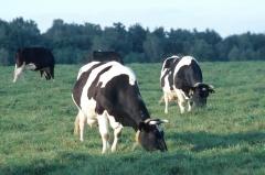 A 1 Arbeitsauftrag A 1: Wie werden Rinder auf dem Biobauernhof gehalten? Rinder nehmen weltweit Platz eins der häufigsten Nutztiere ein.