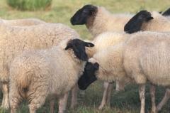 A 3 Arbeitsauftrag A 3: Wie werden Schafe auf dem Biobauernhof gehalten? Schafe liefern viele wertvolle Dinge: Wolle, Fleisch und Milch, die zum Beispiel zu Käse verarbeitet wird.