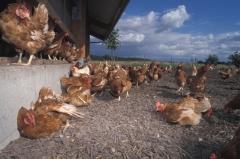 A 4 Arbeitsauftrag A 4: Wie werden Hühner auf dem Biobauernhof gehalten? Dass Hühner Eier legen, weiß jeder. Aber wie viele? Es sind vier bis fünf Eier pro Woche!