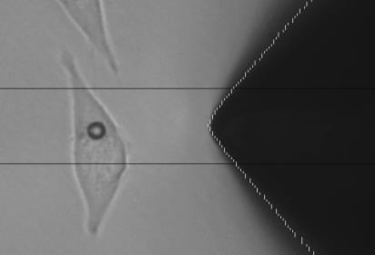 C) Hellfeld-Aufnahme aus einer videomikroskopischen Verfolgung eines an die Zelloberfläche gebundenen Beads nahe der magnetisierbaren Spitze.