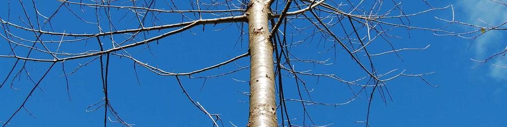 Holzsortimente unerlässlich Welche Bäume und wie viele sollten geastet werden? Foto: C.