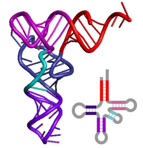 Struktur Konformationen von RNA Primärstruktur: Sequenz von Monomeren ATGCCGTCAC.