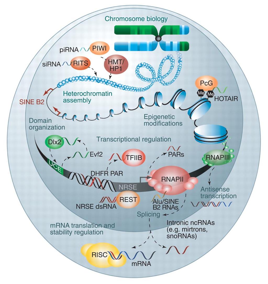 Die wachsende Bedeutung der RNAs: die RNA-Welt lncrnas