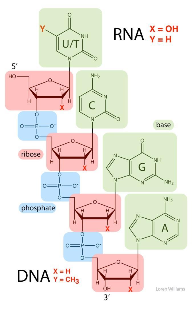 RNA Rückgrat Ein RNA-Molekül ist ein Polymer aus vier Arten von Ribonukleotiden, jeweils