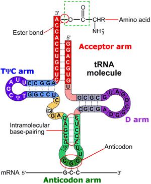 RNA-Sekundärstruktur Die Basenpaare, die zwischen den verschiedenen Teilen eines RNA-Molekül gebildet werden, definieren die Sekundärstruktur