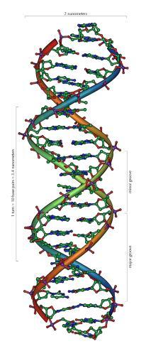 Zusammenfassen: DNA vs RNA. DNA doppelsträngig, RNA einzelsträngig, oft Sekundaerstruktur durch intramolekulare Wasserstoffbrucken 2.